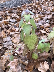 Lamium maculatum