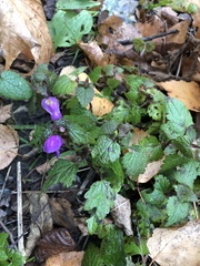 Lamium maculatum