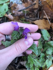 Lamium maculatum