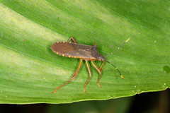 Leptoscelis elongator