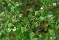 Nothofagus solandri