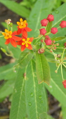 Asclepias curassavica