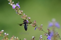 Megachile faceta