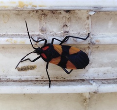 Oncopeltus orourkeae