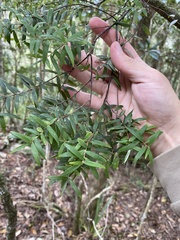 Acrotriche aggregata