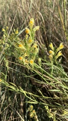 Linaria biebersteinii