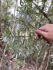 Acrotriche aggregata