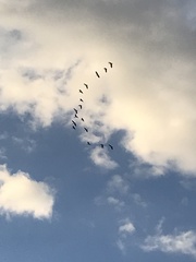 Plectropterus gambensis