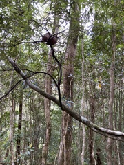 Acrotriche aggregata