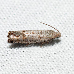Eucosma baggetti