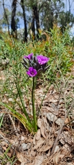 Thysanotus multiflorus