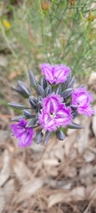 Thysanotus multiflorus