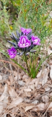 Thysanotus multiflorus