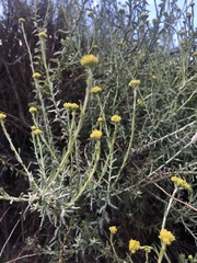 Helichrysum revolutum