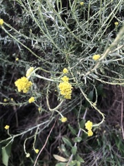 Helichrysum revolutum