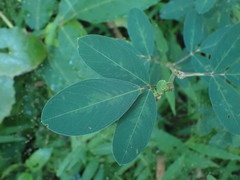 Grona heterocarpos