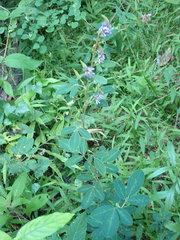 Grona heterocarpos