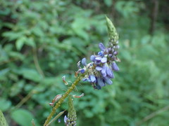 Grona heterocarpos