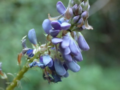 Grona heterocarpos