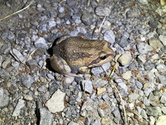 Limnodynastes dumerilii dumerilii