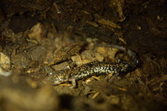Plethodon caddoensis