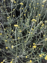 Helichrysum revolutum