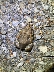 Limnodynastes dumerilii dumerilii