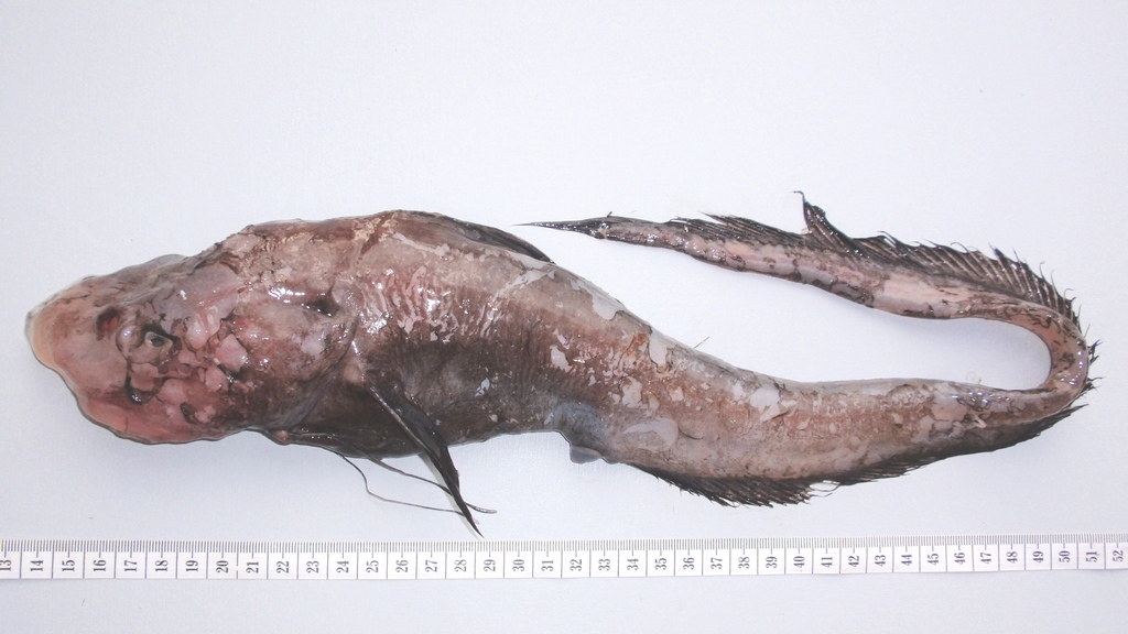Ateleopus
