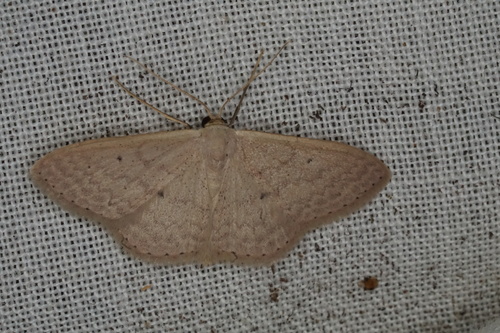Scopula axiotis