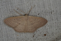 Scopula axiotis