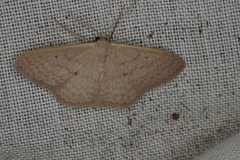 Scopula axiotis