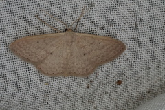 Scopula axiotis