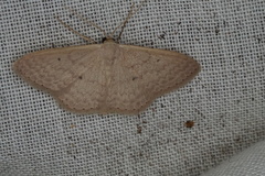 Scopula axiotis