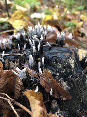Xylaria hypoxylon