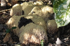Ramaria stricta