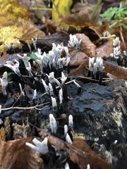 Xylaria hypoxylon