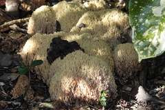 Ramaria stricta