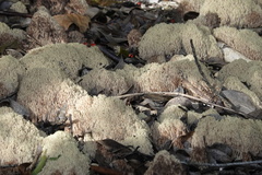 Ramaria stricta