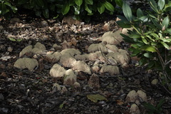 Ramaria stricta