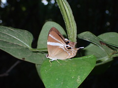 Abisara neophron