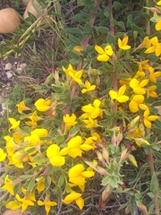 Rafnia elliptica