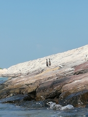 Phalacrocorax nigrogularis