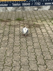 Columba livia domestica