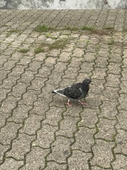 Columba livia domestica