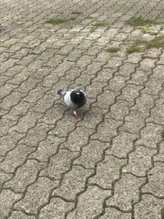 Columba livia domestica