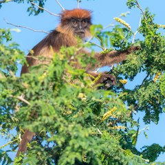 Piliocolobus tephrosceles