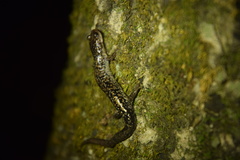 Plethodon caddoensis