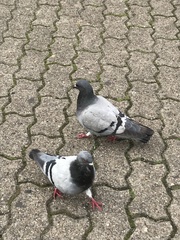 Columba livia domestica