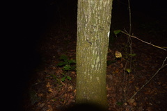 Plethodon caddoensis