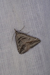 Dichromodes consignata